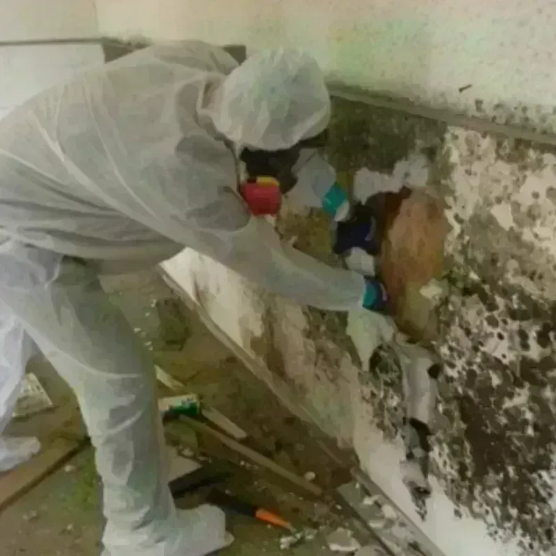 Mold Remediation and Removal in Lincolnia, VA